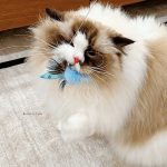 http://image_03